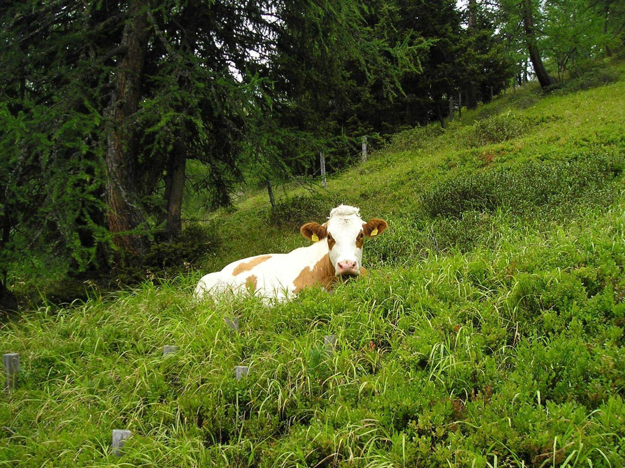 Bauernhof Grussberggut Villa Bad Hofgastein Kültér fotó